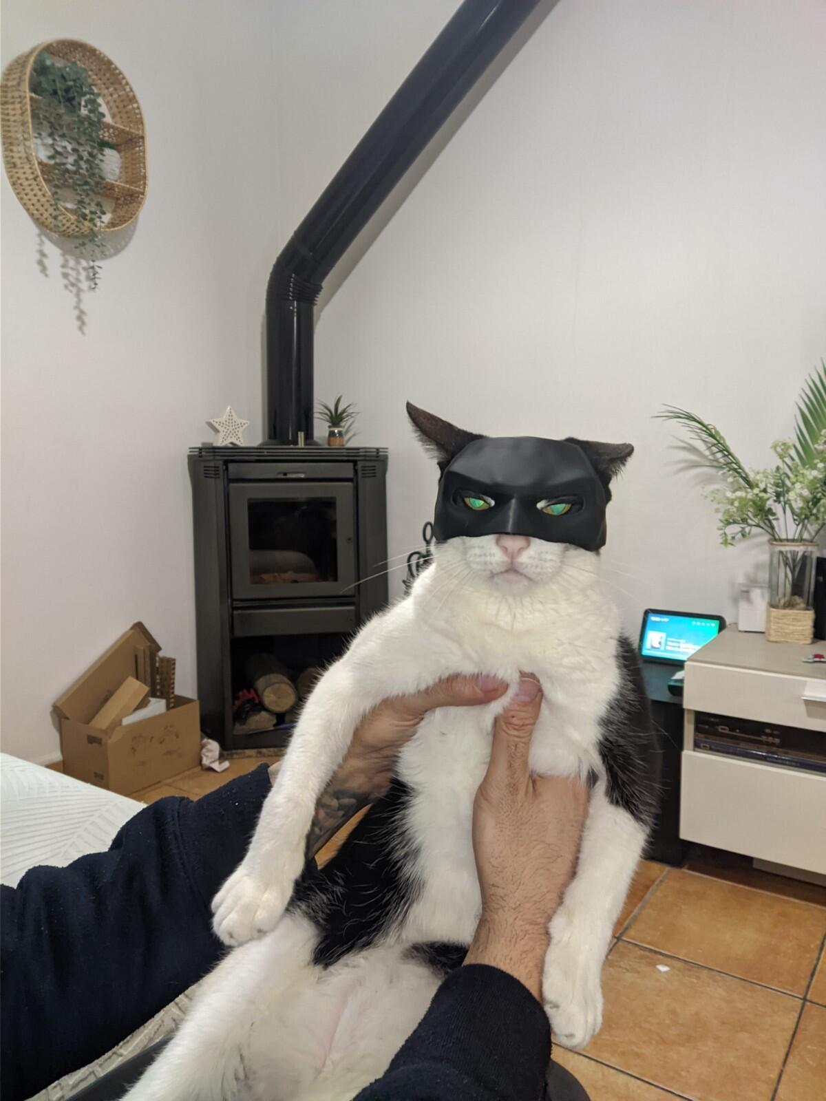 Batman Inspired Cat Mask | 3D Printed Cosplay/Display Prop