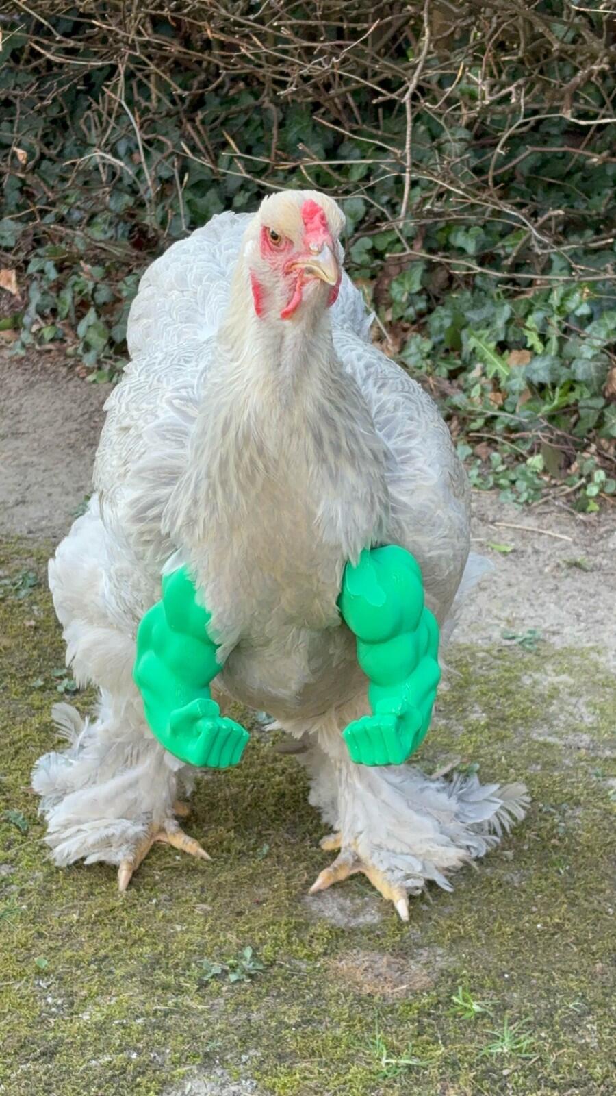 Funny Hulk-style arms for pets